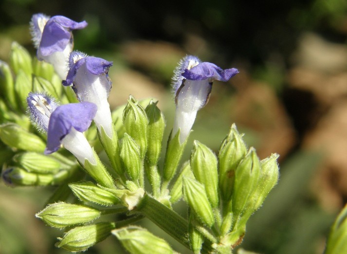 Image de Salvia longispicata M. Martens & Galeotti