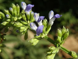 Image of Salvia longispicata M. Martens & Galeotti