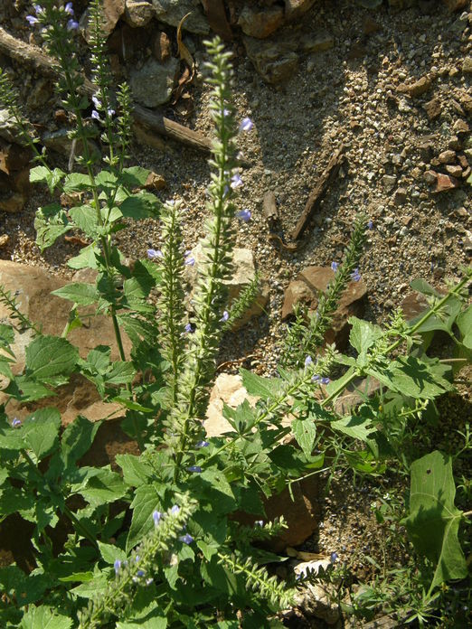 Image de Salvia longispicata M. Martens & Galeotti