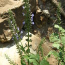Image of Salvia longispicata M. Martens & Galeotti