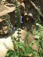 Image of Salvia longispicata M. Martens & Galeotti