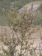 Salvia melissodora Lag. resmi