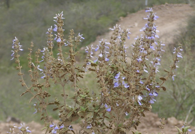 Salvia melissodora Lag. resmi