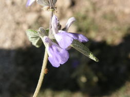 Imagem de Salvia melissodora Lag.