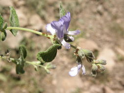 Imagem de Salvia melissodora Lag.