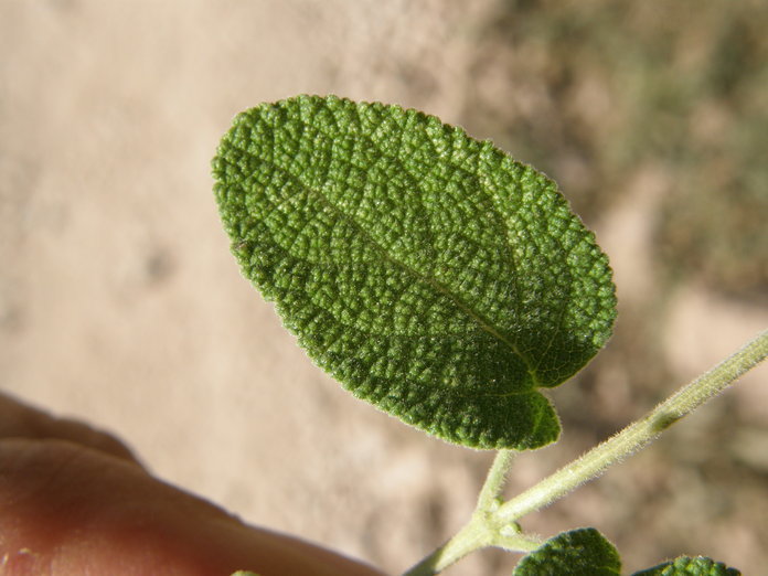 Salvia melissodora Lag. resmi