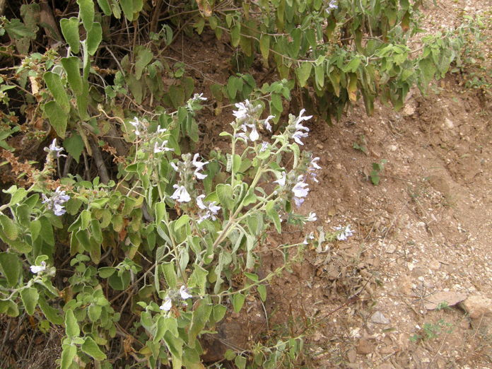 Imagem de Salvia melissodora Lag.