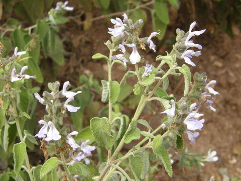 Salvia melissodora Lag. resmi