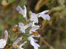 Salvia melissodora Lag. resmi