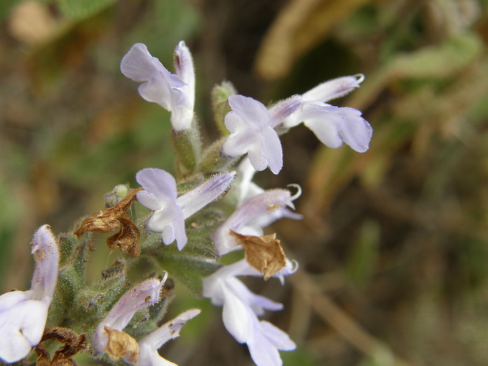 Imagem de Salvia melissodora Lag.