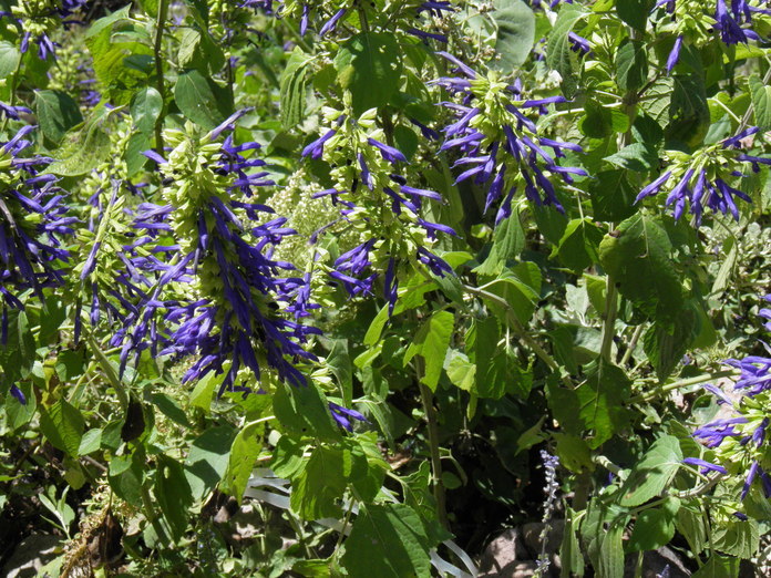 Image of Salvia mexicana L.