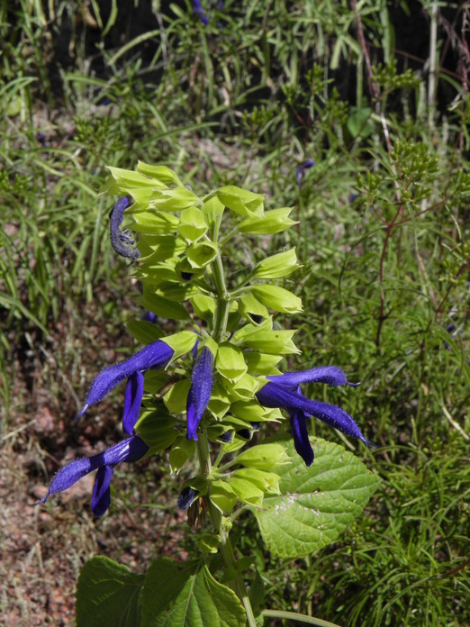 Image of Salvia mexicana L.