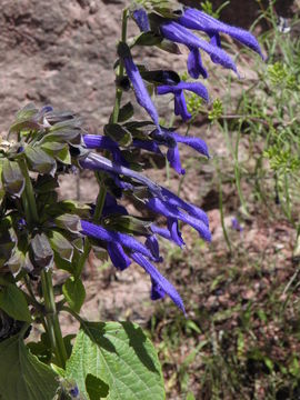 Image of Salvia mexicana L.