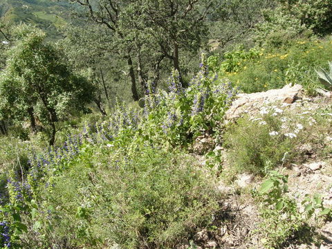 Image of Salvia mexicana L.