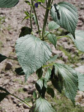 Image of Salvia mexicana L.