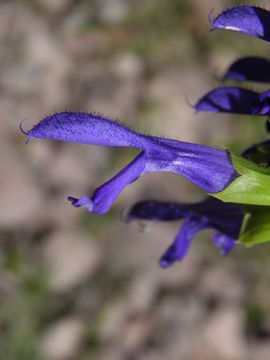 Image of Salvia mexicana L.