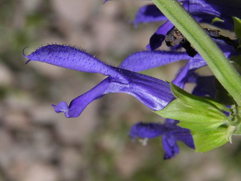 Image of Salvia mexicana L.