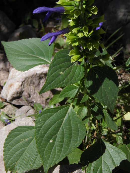 Image of Salvia mexicana L.