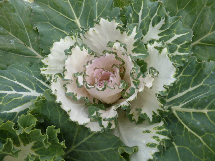 Image of <i>Brassica oleracea</i> var. <i>acephala</i>