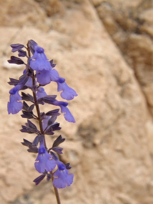 Image of Salvia muscarioides Fernald