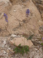 Image of Salvia muscarioides Fernald