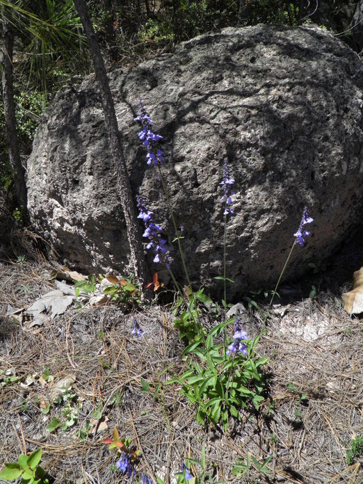 Image of Salvia muscarioides Fernald