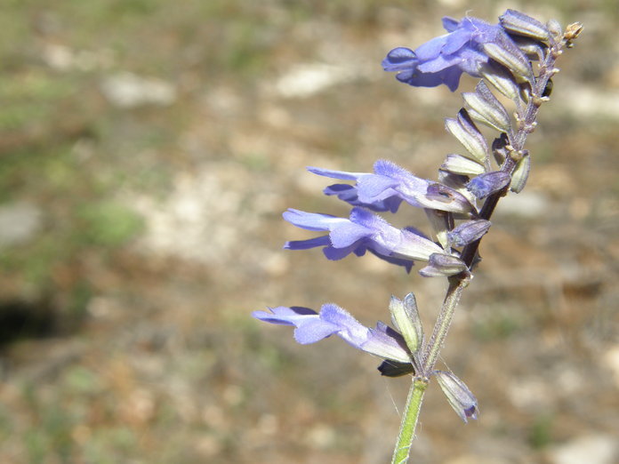 Image of Salvia muscarioides Fernald