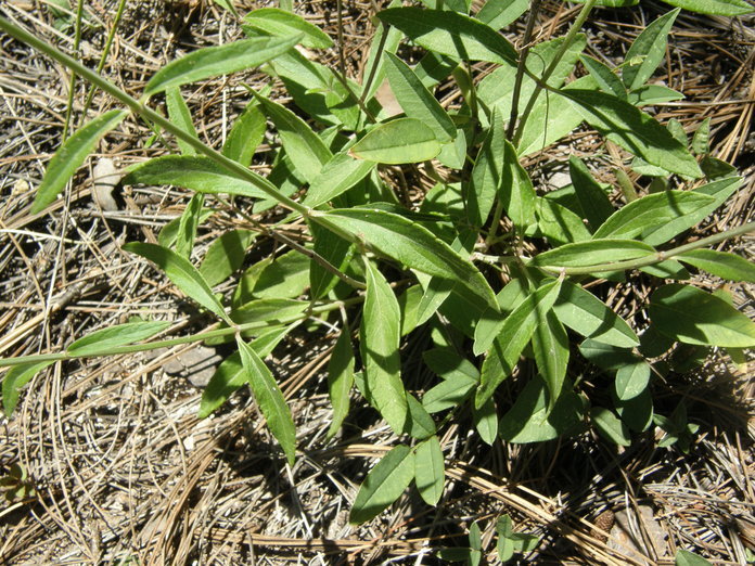 Image of Salvia muscarioides Fernald