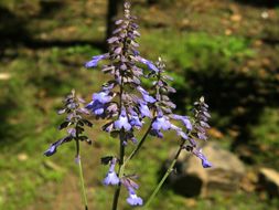 Image of Salvia muscarioides Fernald