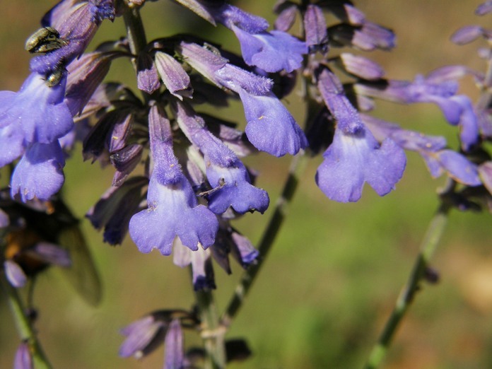 Image of Salvia muscarioides Fernald