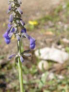 Image of Salvia muscarioides Fernald