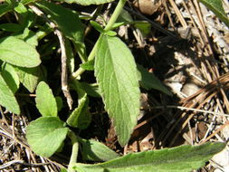 Image of Salvia muscarioides Fernald