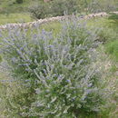 Imagem de Salvia pinguifolia (Fernald) Wooton & Standl.