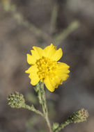 Image of Heermann's tarweed