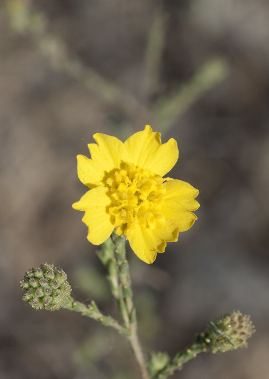 Image of Heermann's tarweed