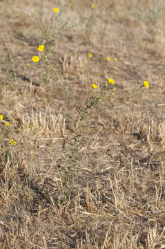 Image of Heermann's tarweed