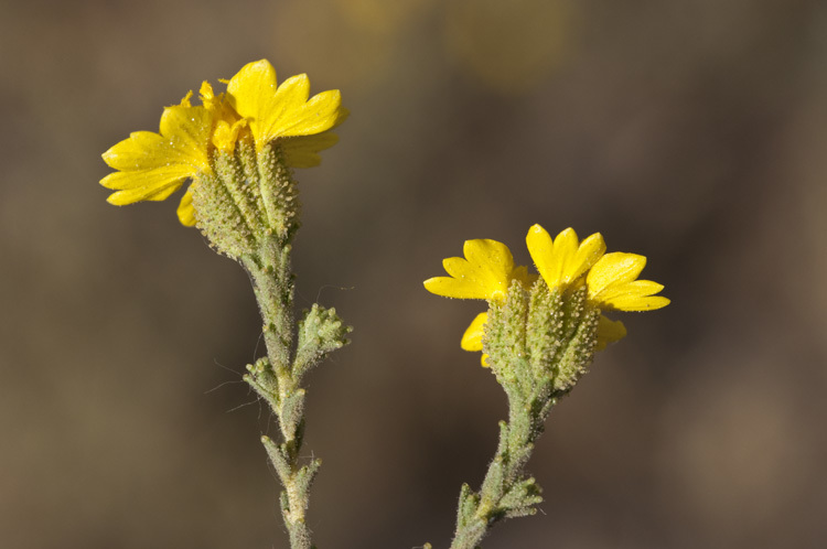 Слика од Holocarpha heermannii (Greene) Keck