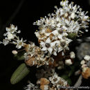 صورة <i>Ceanothus <i>crassifolius</i></i> var. crassifolius