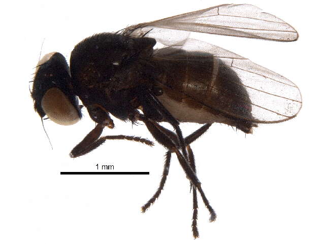 Image of Pholeomyia