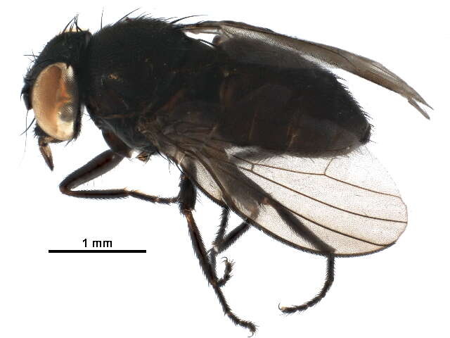 Image of Pholeomyia