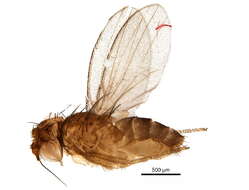 Image of Phyllomyzinae