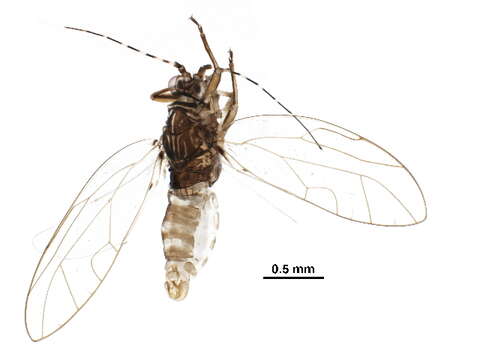 Image of Carsidaridae