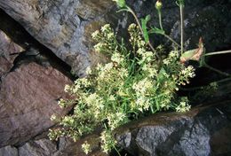 Plancia ëd Lobularia canariensis (DC.) L. Borgen