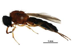 Image of Sparasionidae