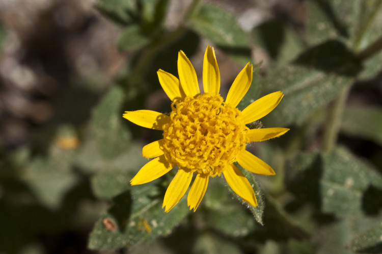 Plancia ëd Hulsea brevifolia A. Gray