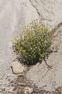 Plancia ëd Hulsea brevifolia A. Gray