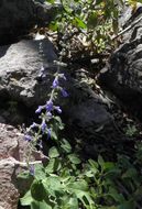 Image of Salvia alamosana Rose