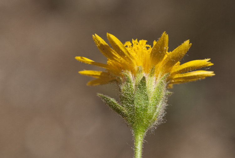 Plancia ëd Hulsea brevifolia A. Gray