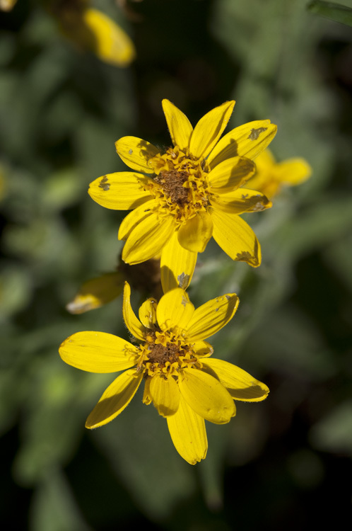 Image of spearleaf arnica