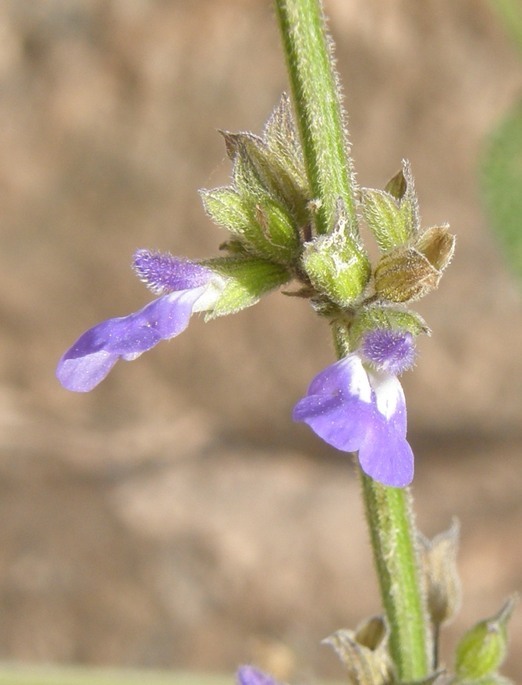 Image de Salvia alamosana Rose